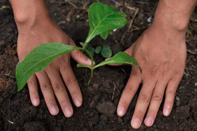 Hands in dirt around growing plant