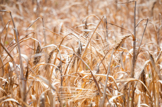 Dry wheat field