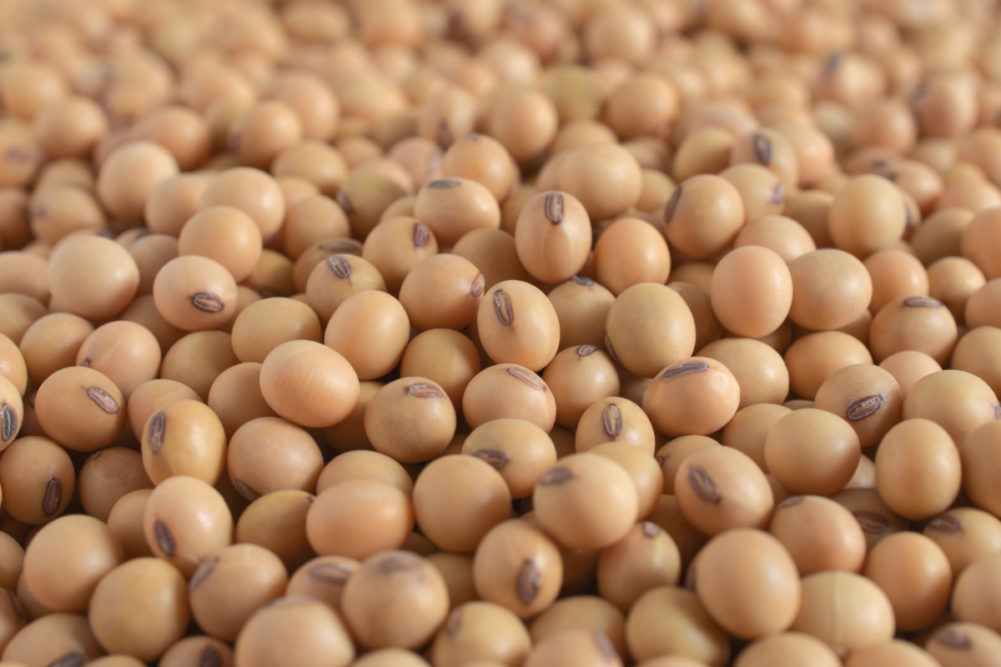 Soybeans closeup