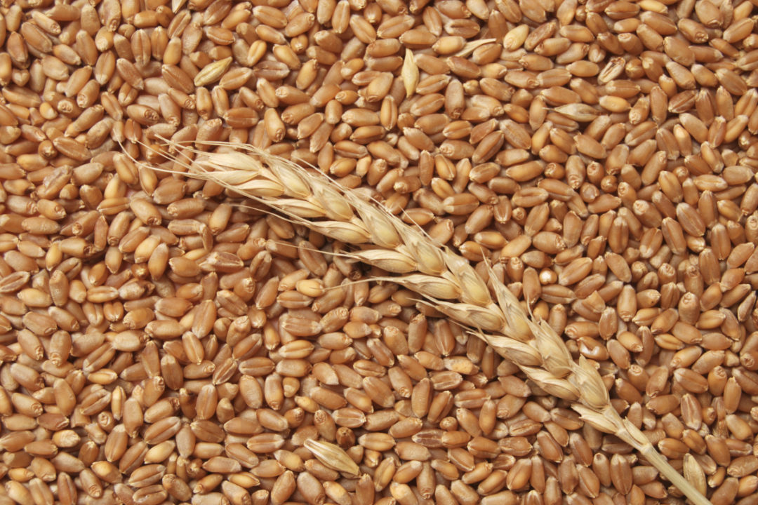 Wheat kernels close up