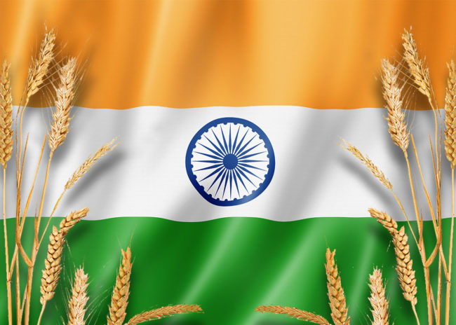 India flag with wheat
