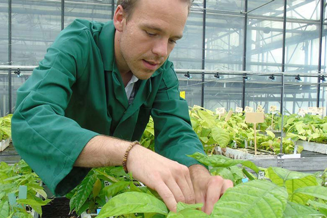 Scientist checks plants in a greenhouse