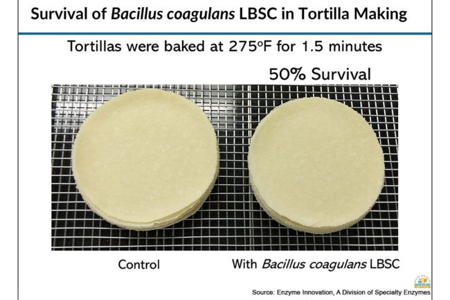 Tortillas with and without heat-resistant probiotics
