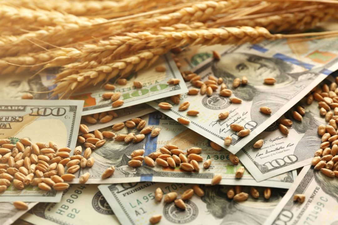 Wheat and hundred dollar bills