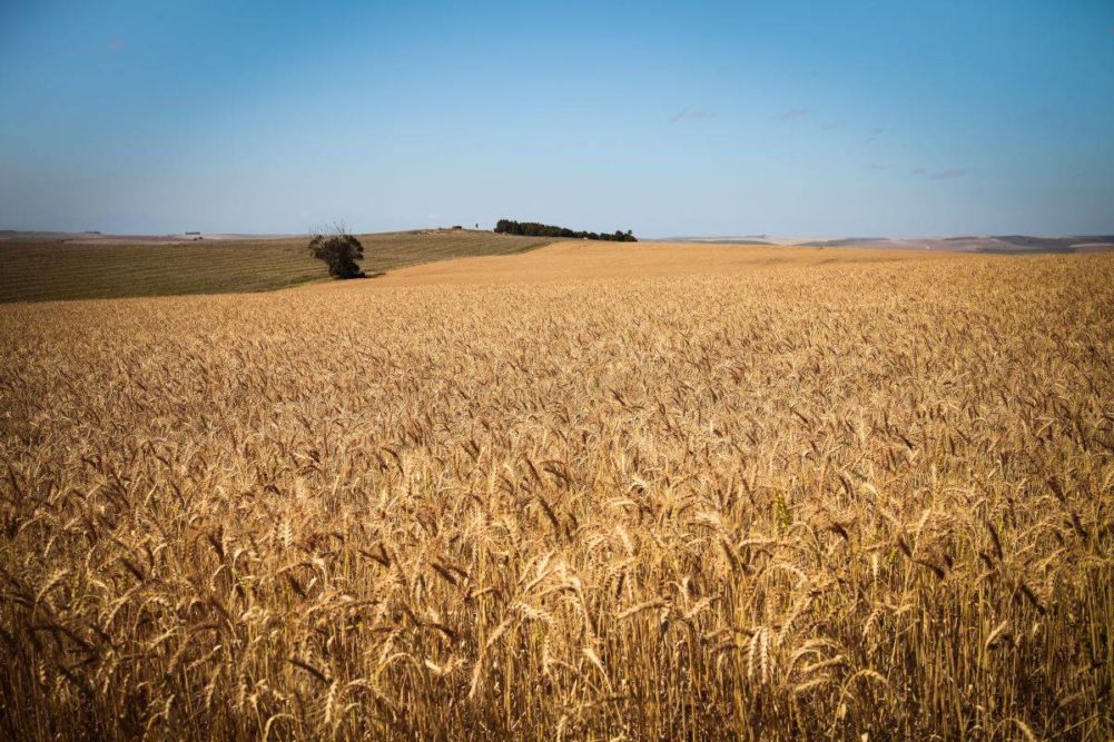 South African wheat field
