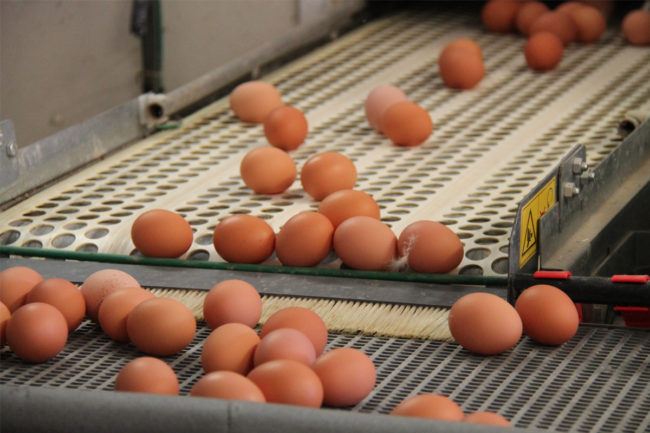 Eggs on a production belt