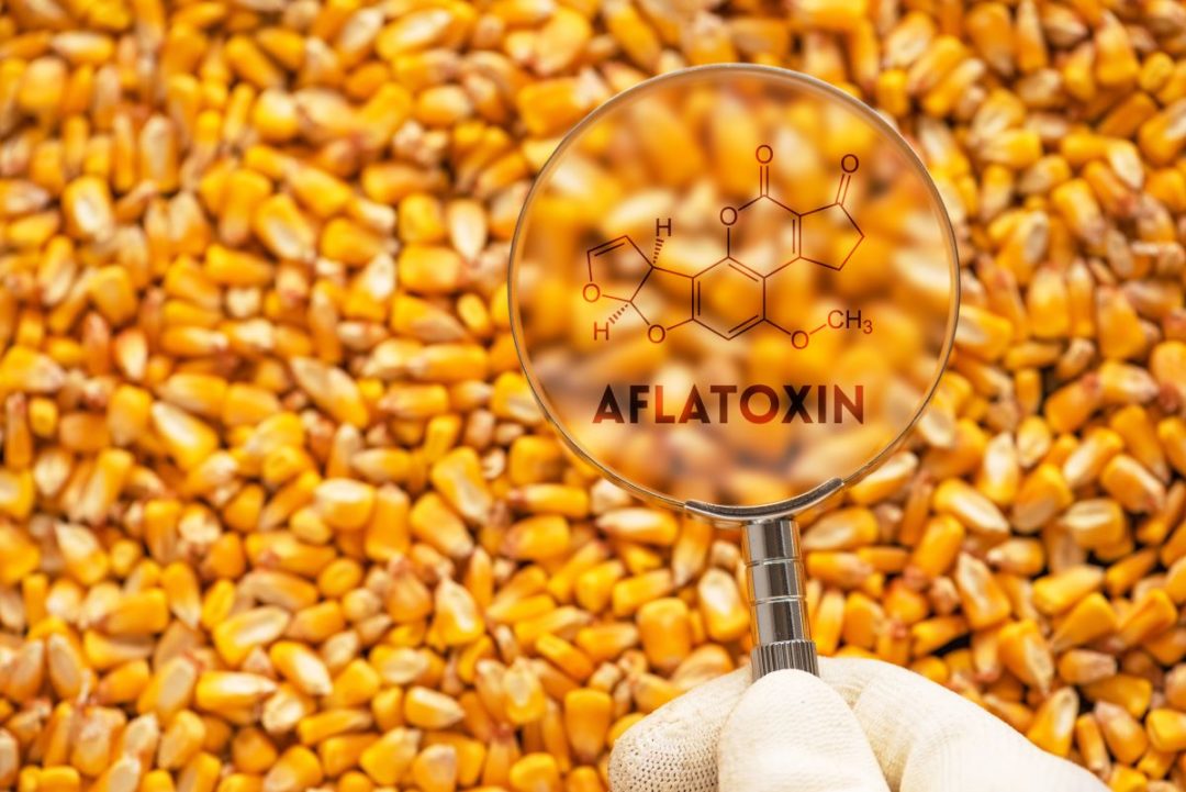 Aflatoxin molecule structure over corn