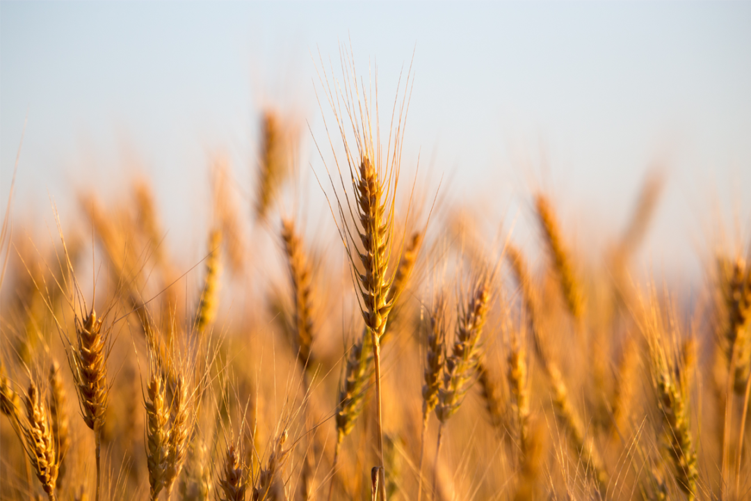 Wheat field, golden hour