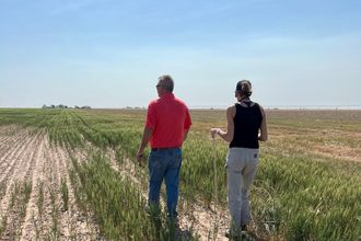 Kansas wheat tour 2022 dry field lead