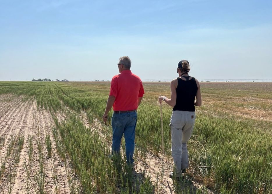 Scouts survey Kansas wheat fields