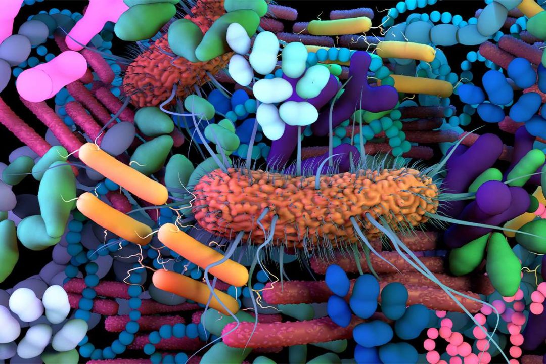 Microbiome bacteria, gut health, biome