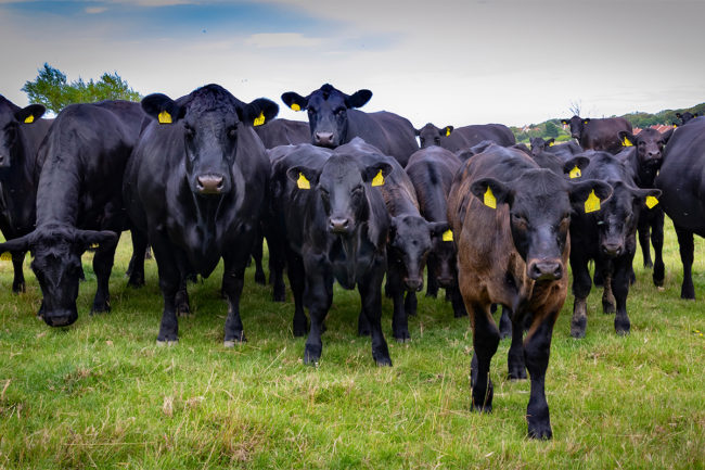 Angus beef cattle