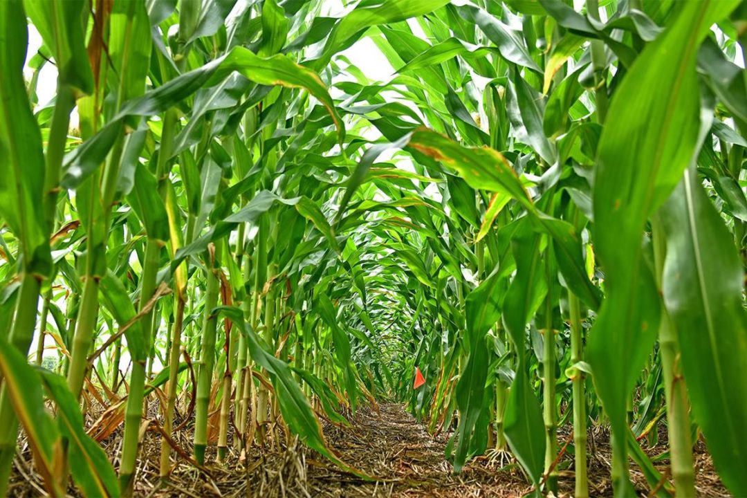 Corn field, ground, pathway through corn