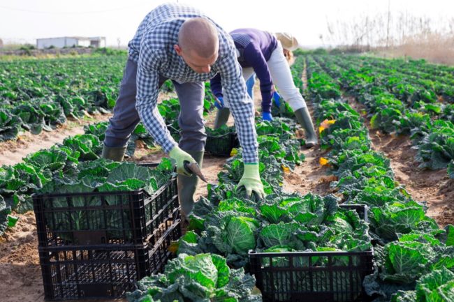 Farmers harvesting cabbage, cabbage field