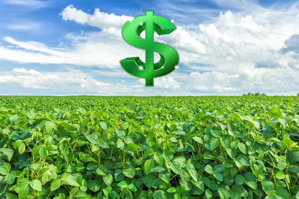 Soybean field, green dollar sign