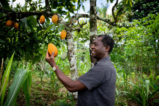 Cocoa fruit, man observing fruit