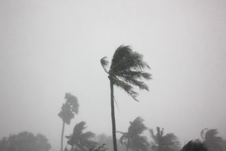 Palm trees in a hurricane