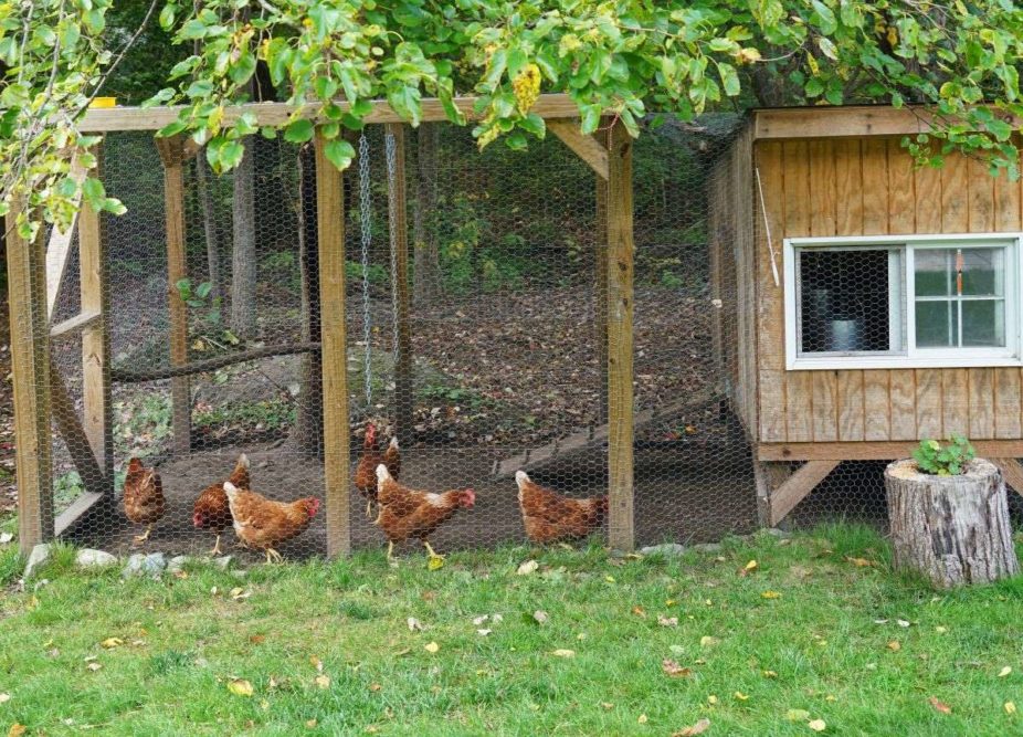 Backyard chicken coop