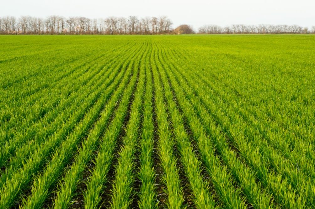 New winter wheat, wheat field, wheat rows, young wheat