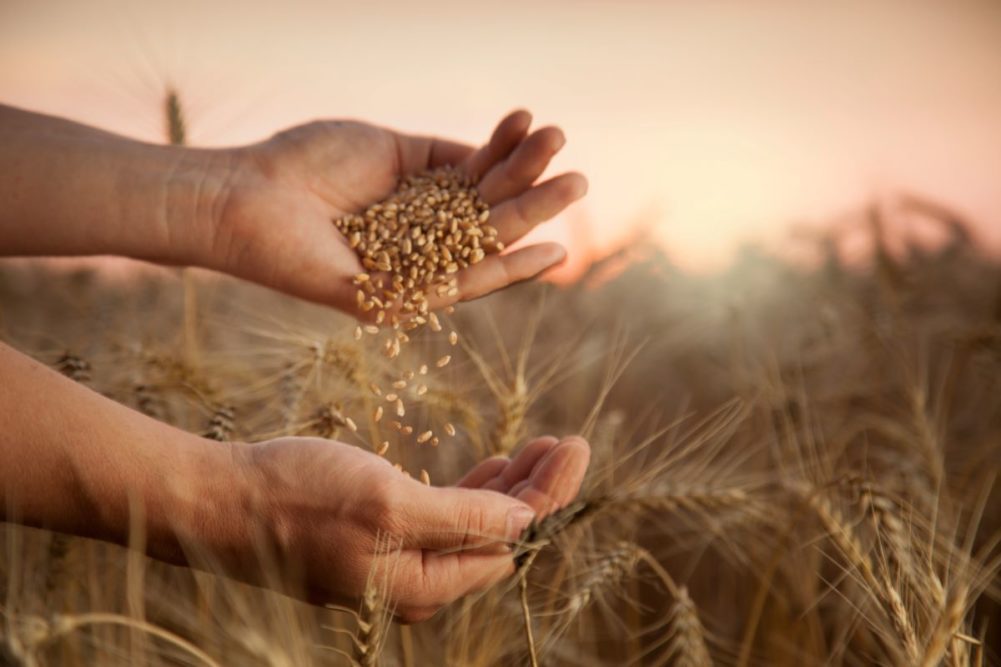 Wheat harvest, hands, wheat kernels, wheat field, Adobe Stock
