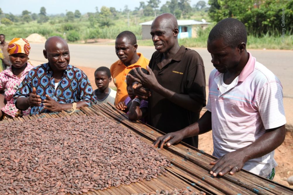 Cocoa sustainability