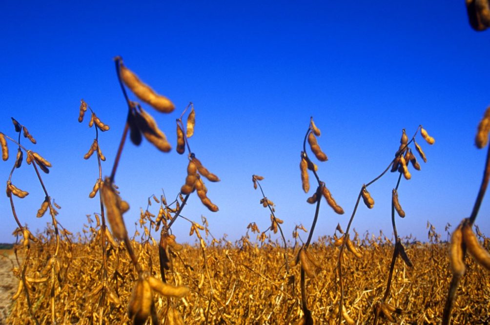 Dried soybean field, blue sky
