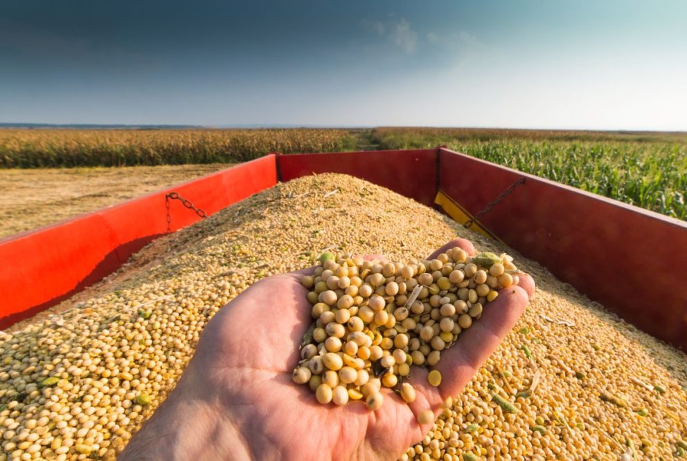 Hand holding harvested soybeans, soybean field