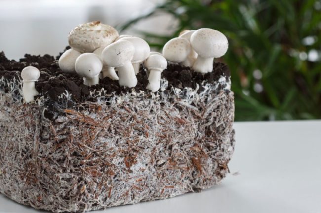 Mushrooms, roots, block of dirt