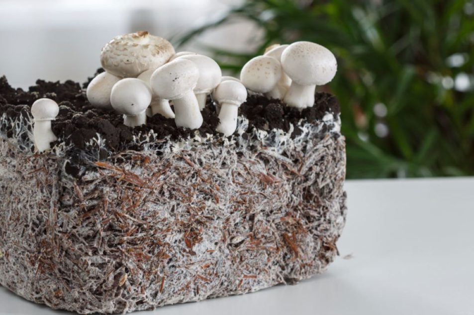 Mushroom mycelium as a promising future source of protein - WUR