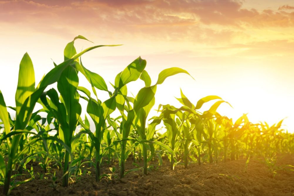 Corn field in a sunrise