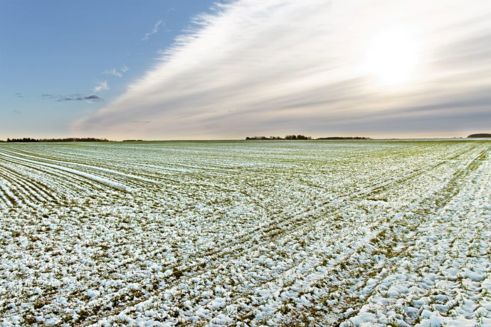 Wheat field in the snow