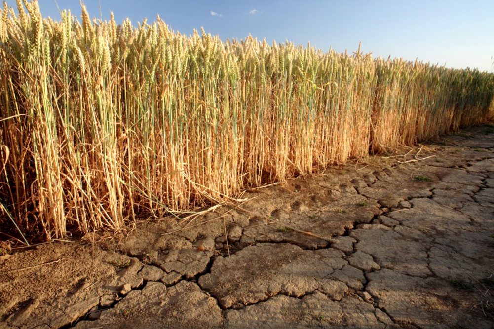 Dry wheat field, cracked soil