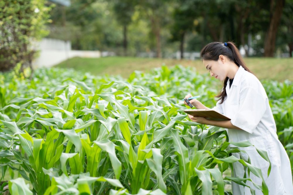 Scientist studying corn, regenerative agriculture