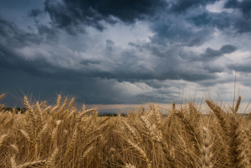 Rainy wheat field, rain clouds