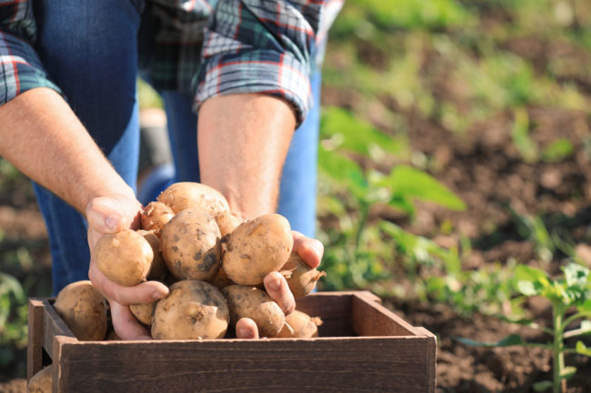 Famer holding potatoes, wood crate, potato field