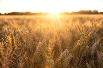 Wheat field, sunset.