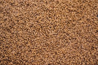 Sprouted malt barley