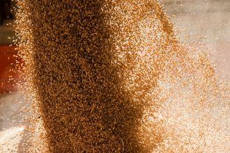 Pouring grain, wheat kernels