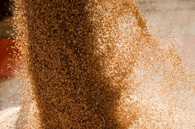 Pouring grain, wheat kernels