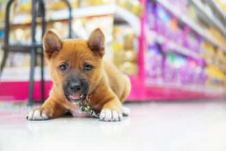 Puppy at a pet store
