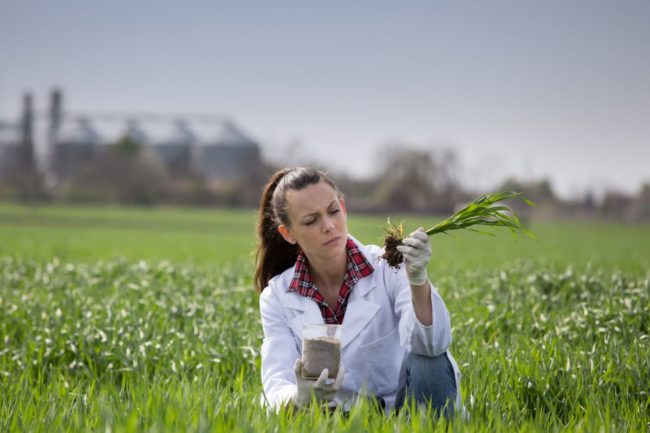 Scientist studying wheat plant