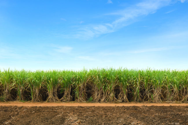 Sugar cane field