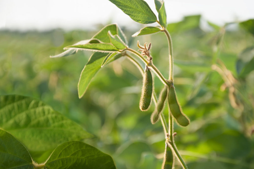 Soybeans in a field.