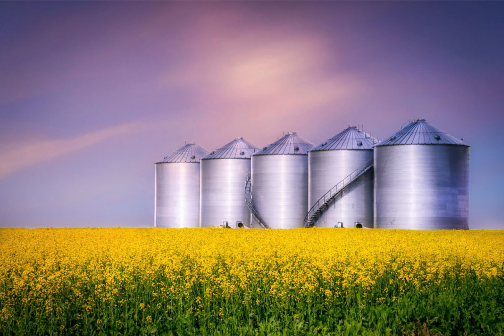 Round steel bins in a canola field