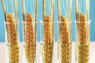 Wheat in test tubes illustration