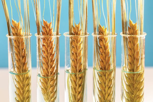 Wheat in test tubes illustration