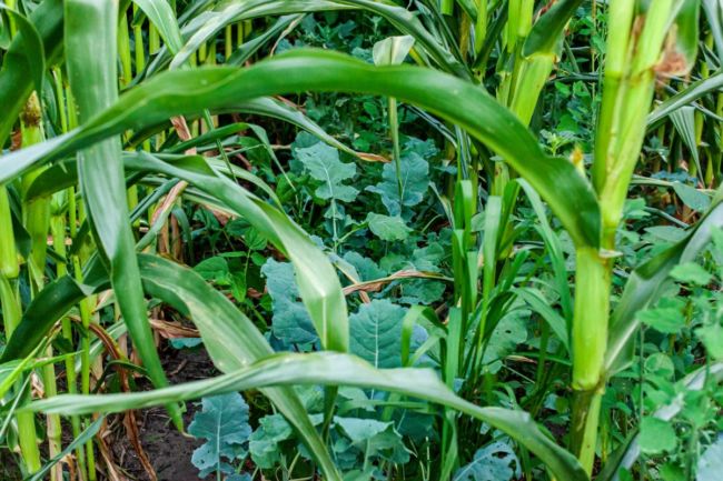 Regenerative agriculture cover crops