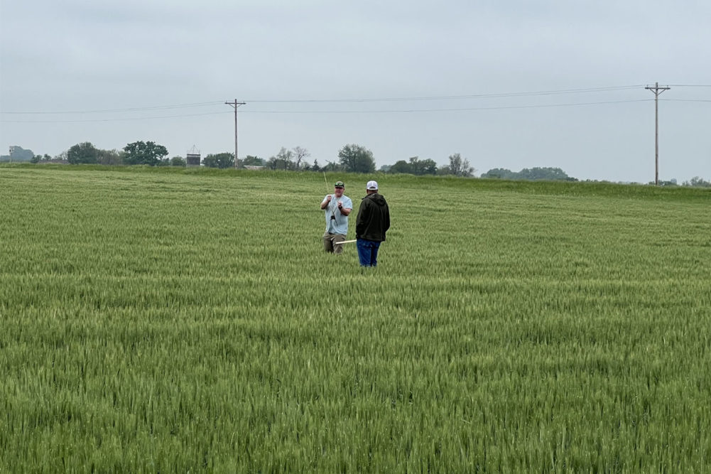 Scouts measure wheat at the 2023 Hard Winter Wheat tour