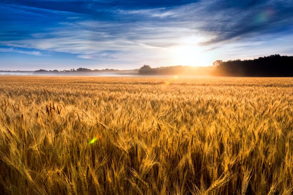 Wheat field in the sunrise