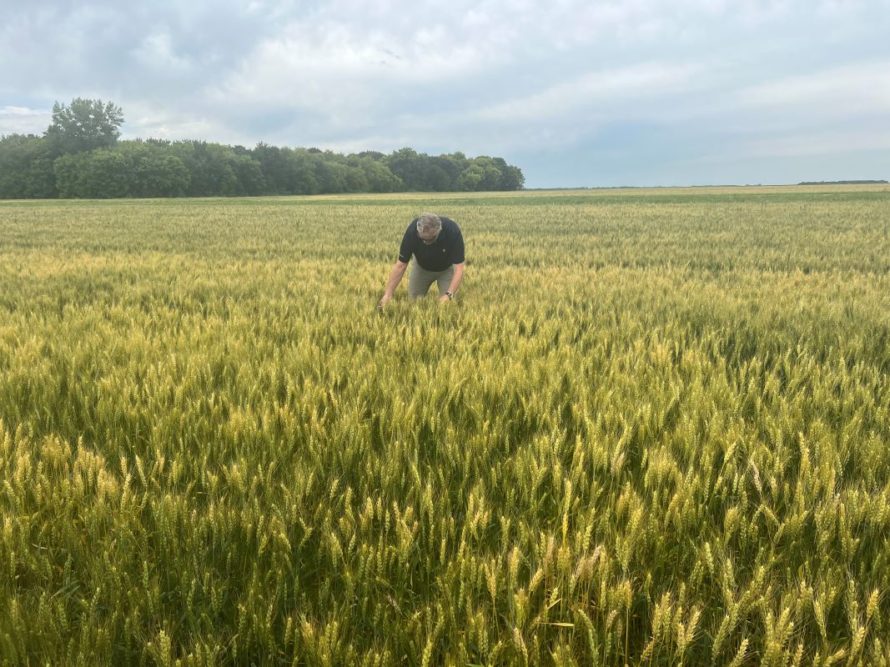 Kevin Kloberdanz stands in a field of wheat. 
